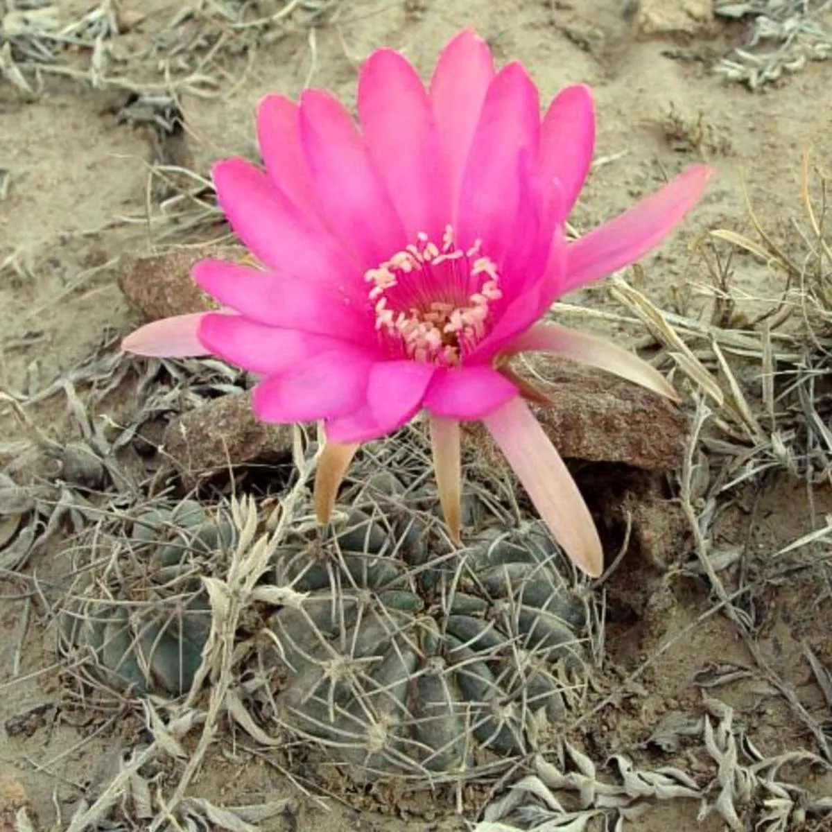 Lobivia cardenasiana SEEDS