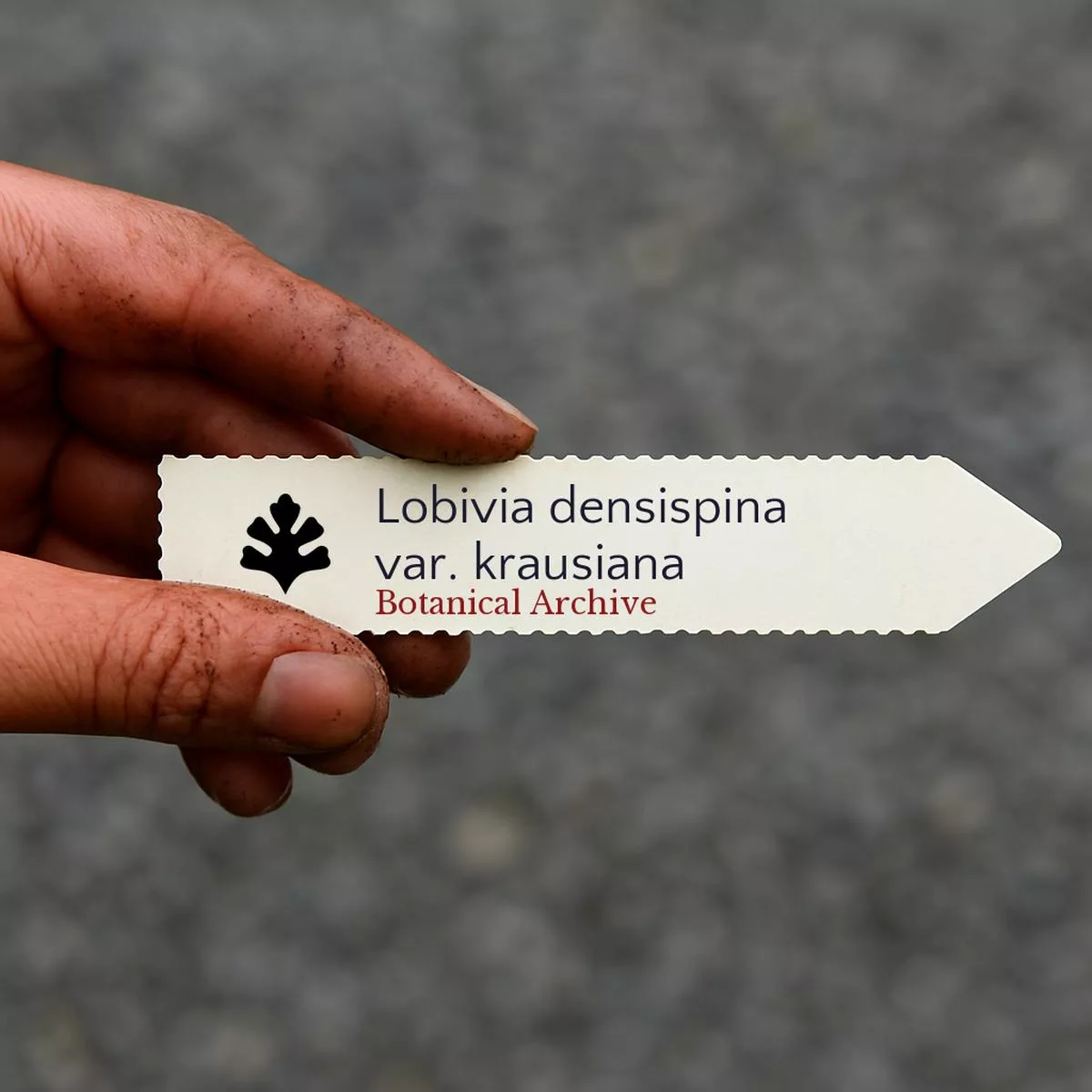 Lobivia densispina var. krausiana SEEDS