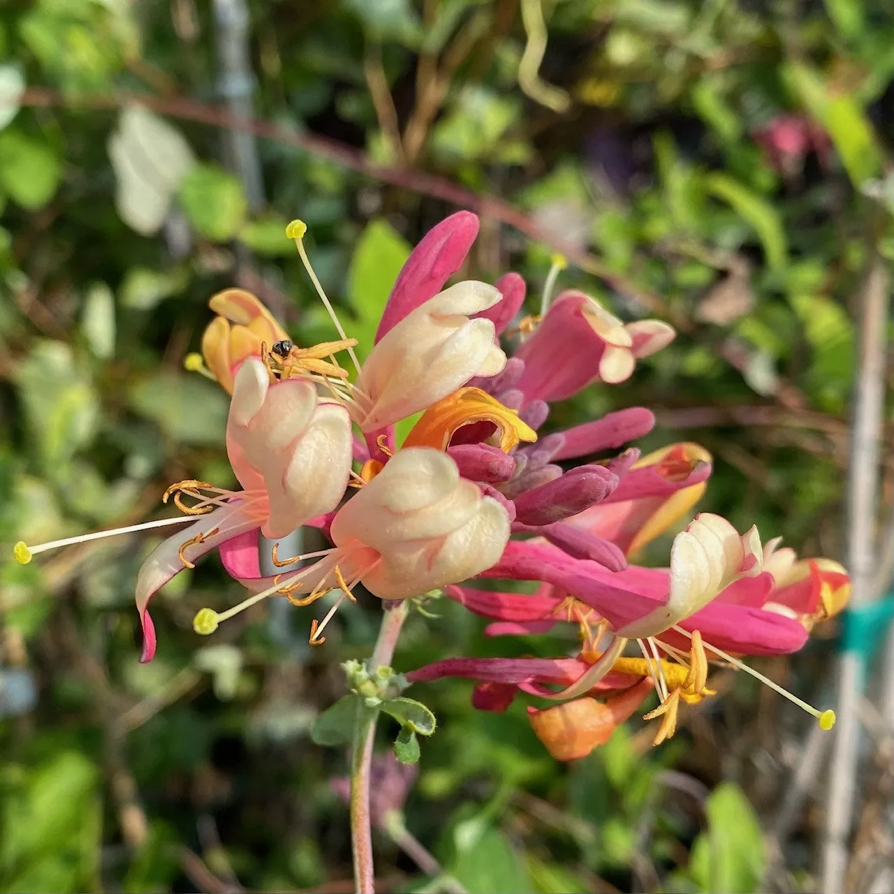 Lonicera heckrottii #2 staked