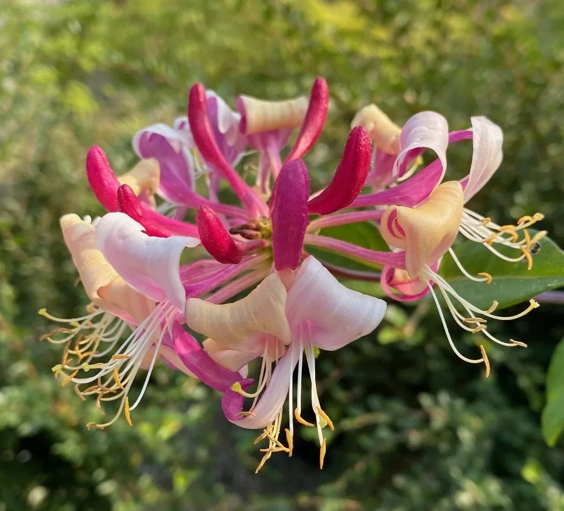 Lonicera per Peaches & Cream #2 staked