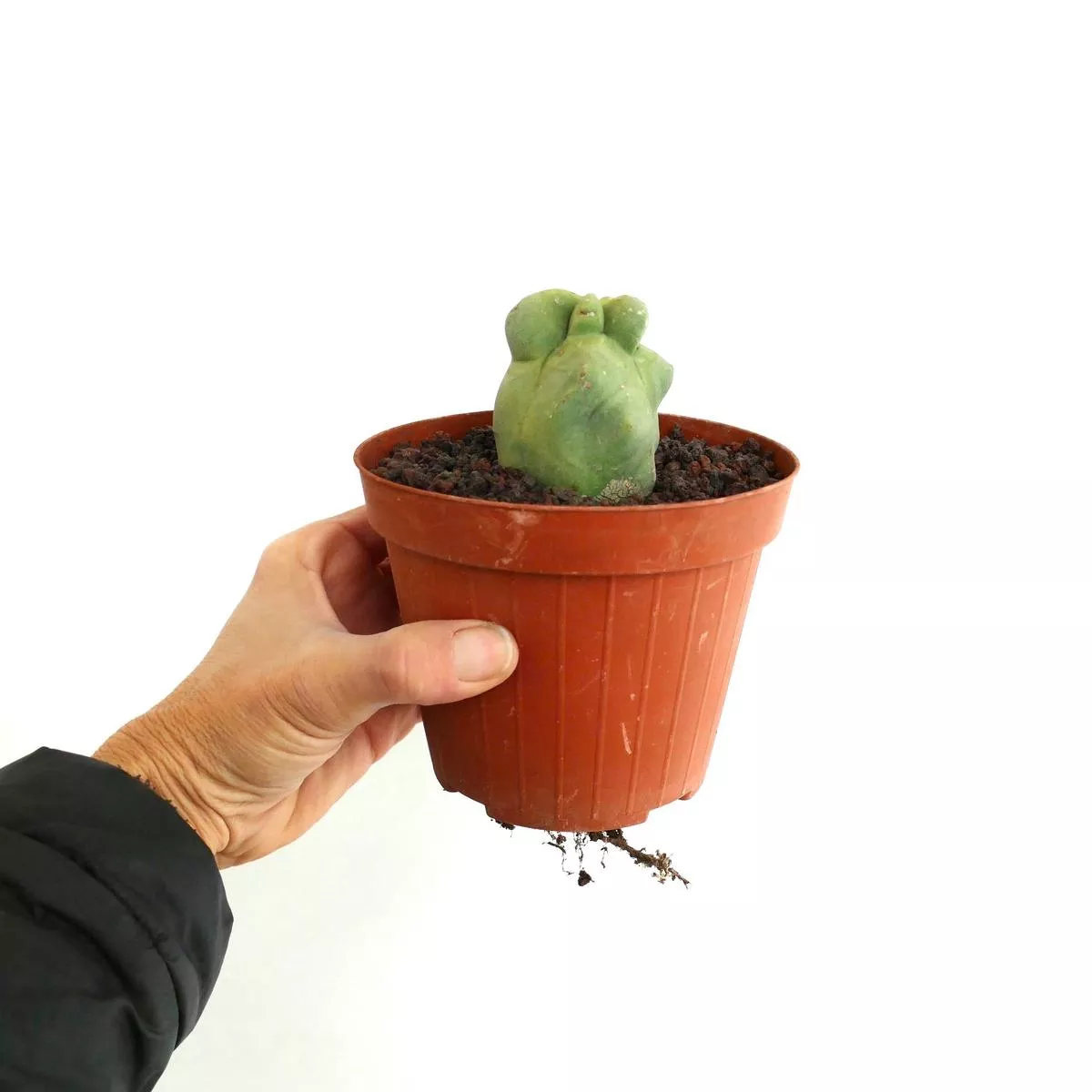 Lophocereus schottii form monstruosus MAJOR