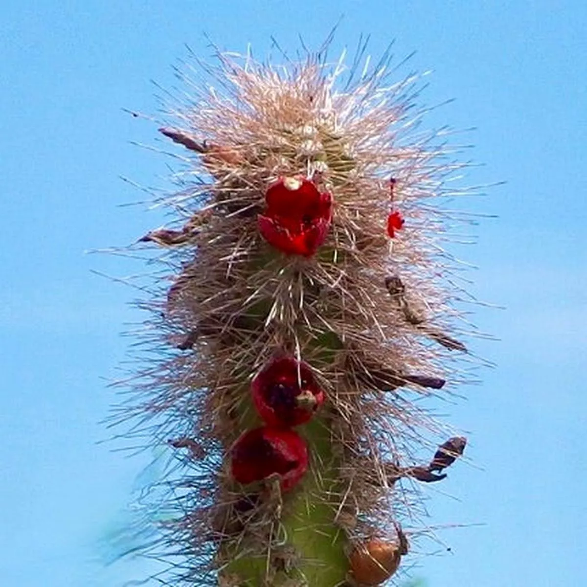 Lophocereus schottii SEEDS