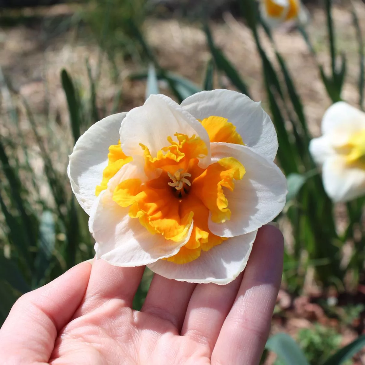 ’Love Call ’ Large Cupped Daffodil (Narcissus)
