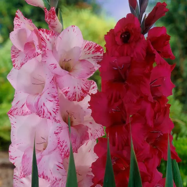 Magenta Gladiolus Blend – 25 Pack Bulbs