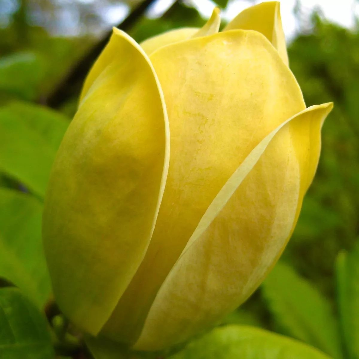 Magnolia brooklynensis’Yellow Bird ’