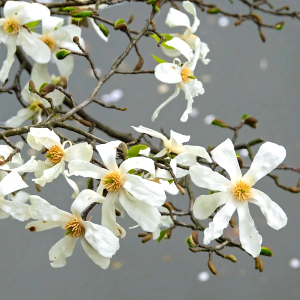 Magnolia kobus 80-120cm