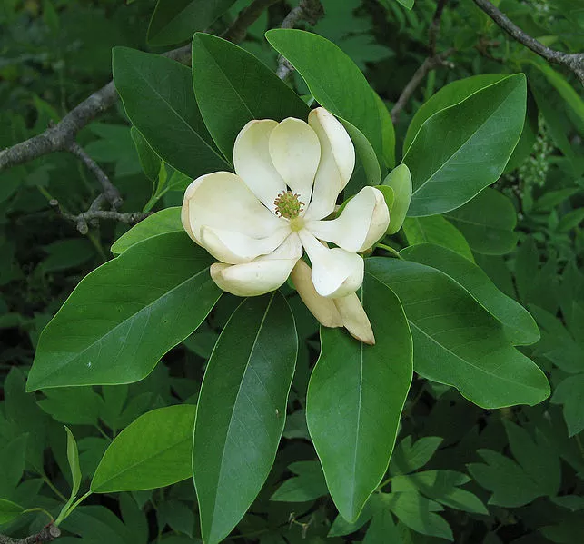 Magnolia virginiana #3