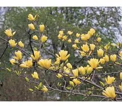 Magnolia x Butterfiles 1.5″