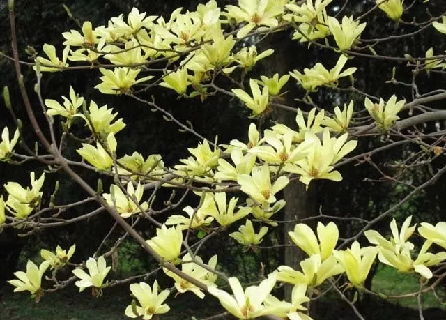 Magnolia x Butterflies #7