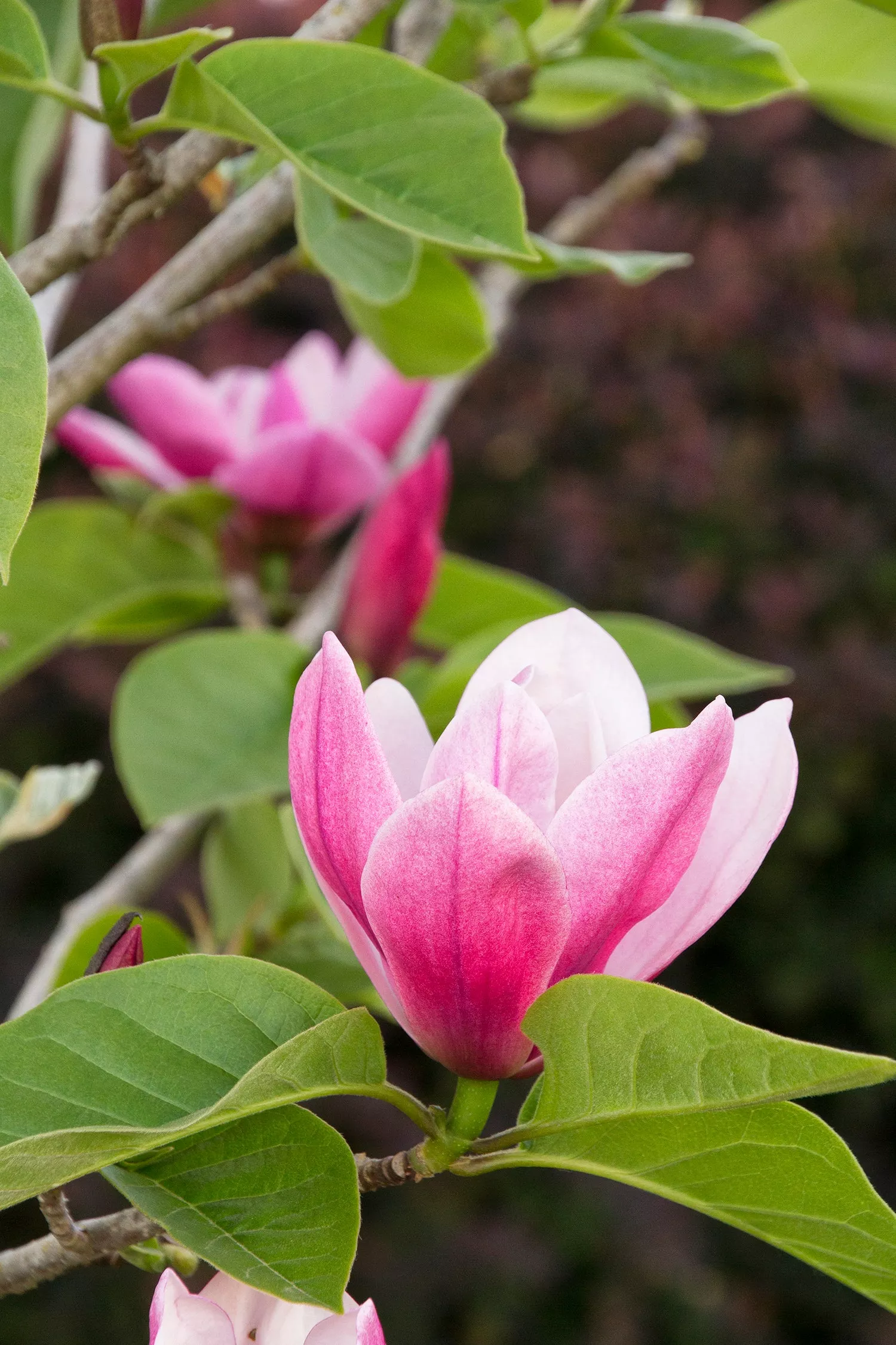 Magnolia x Rose Marie TF #5