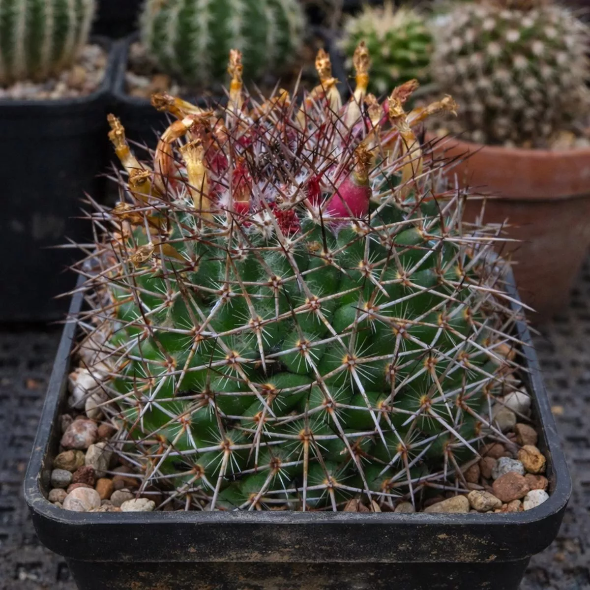 Mammillaria amoena SEEDS