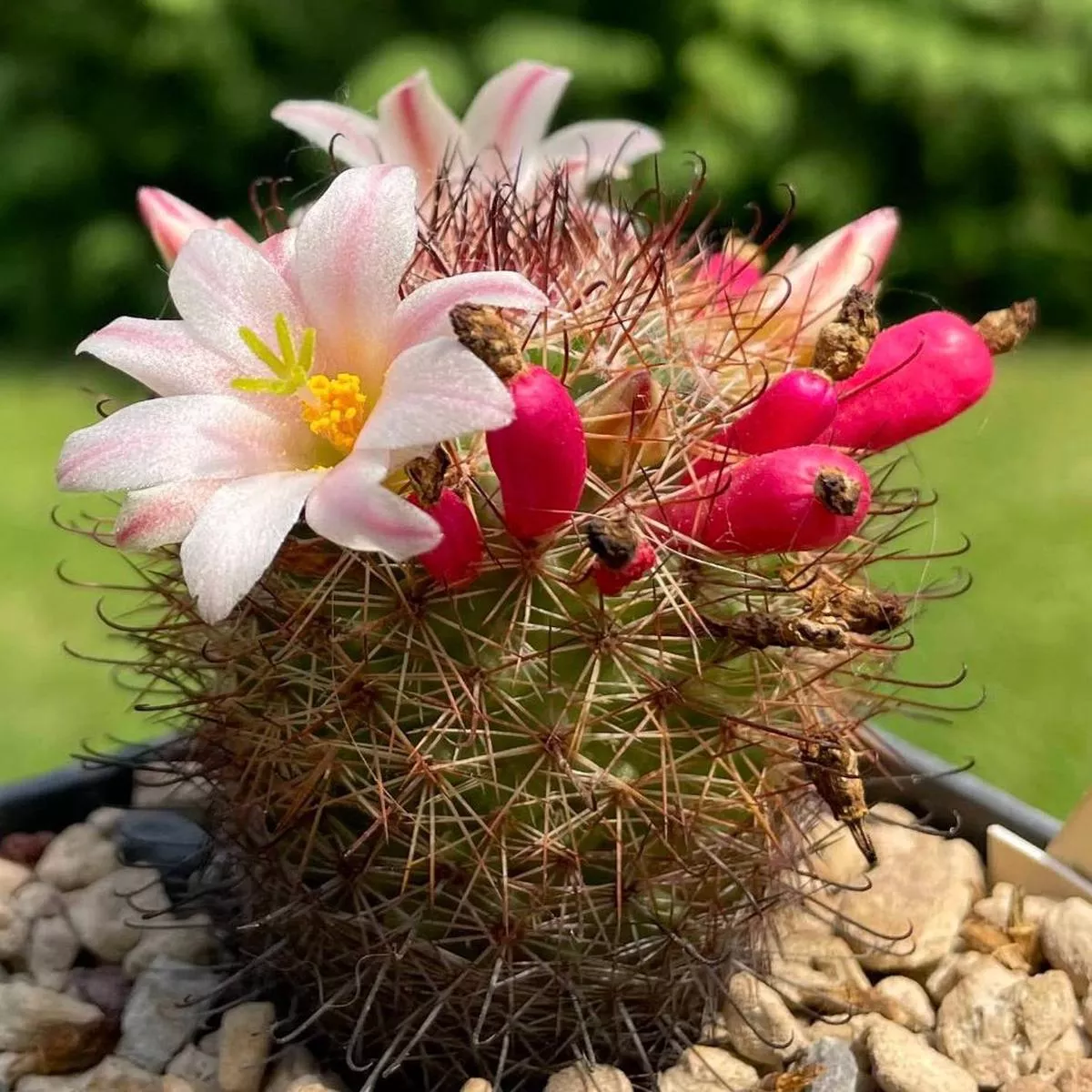 Mammillaria angelensis SEEDS