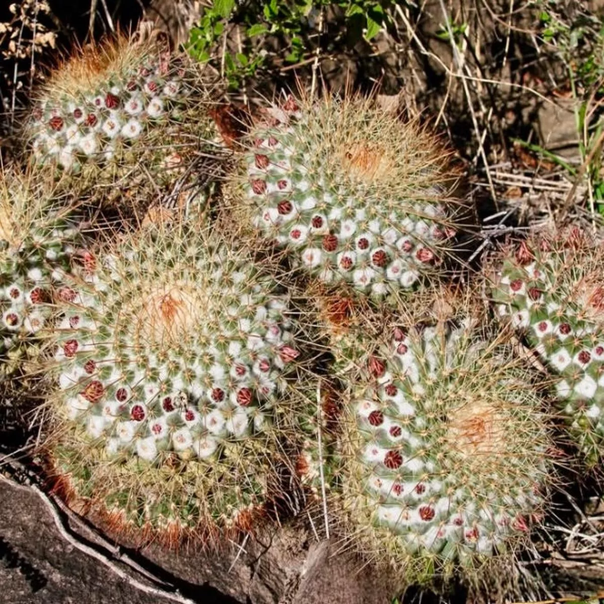 Mammillaria apozolensis REP971 SEEDS