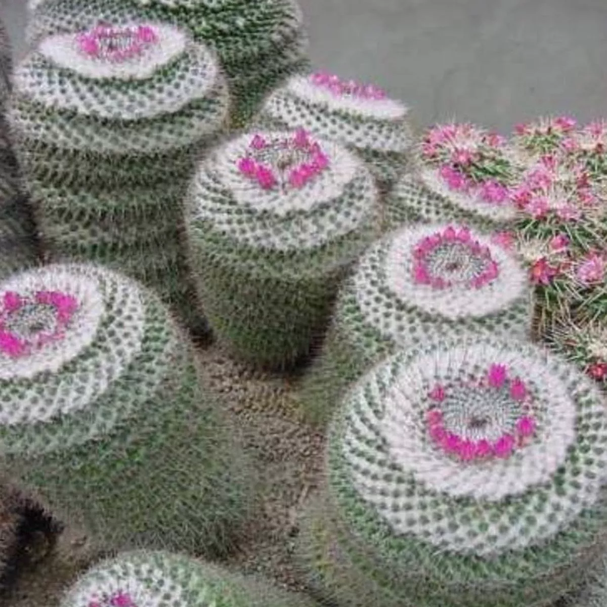 Mammillaria arroyensis REP1054 SEEDS
