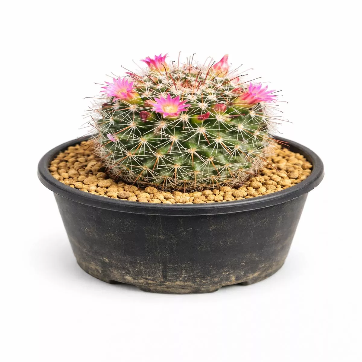 Mammillaria cladivae SEEDS