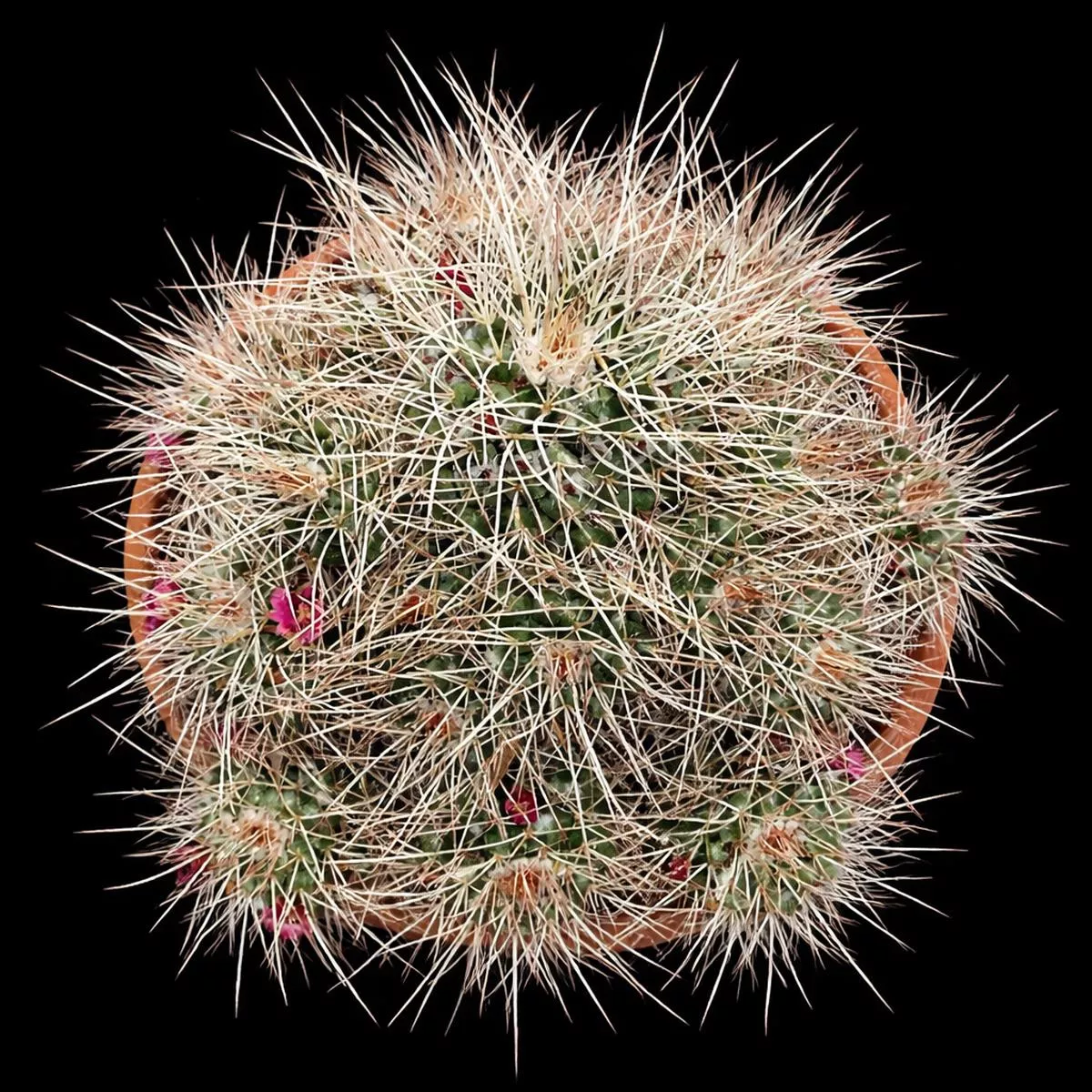 Mammillaria compressa SEEDS