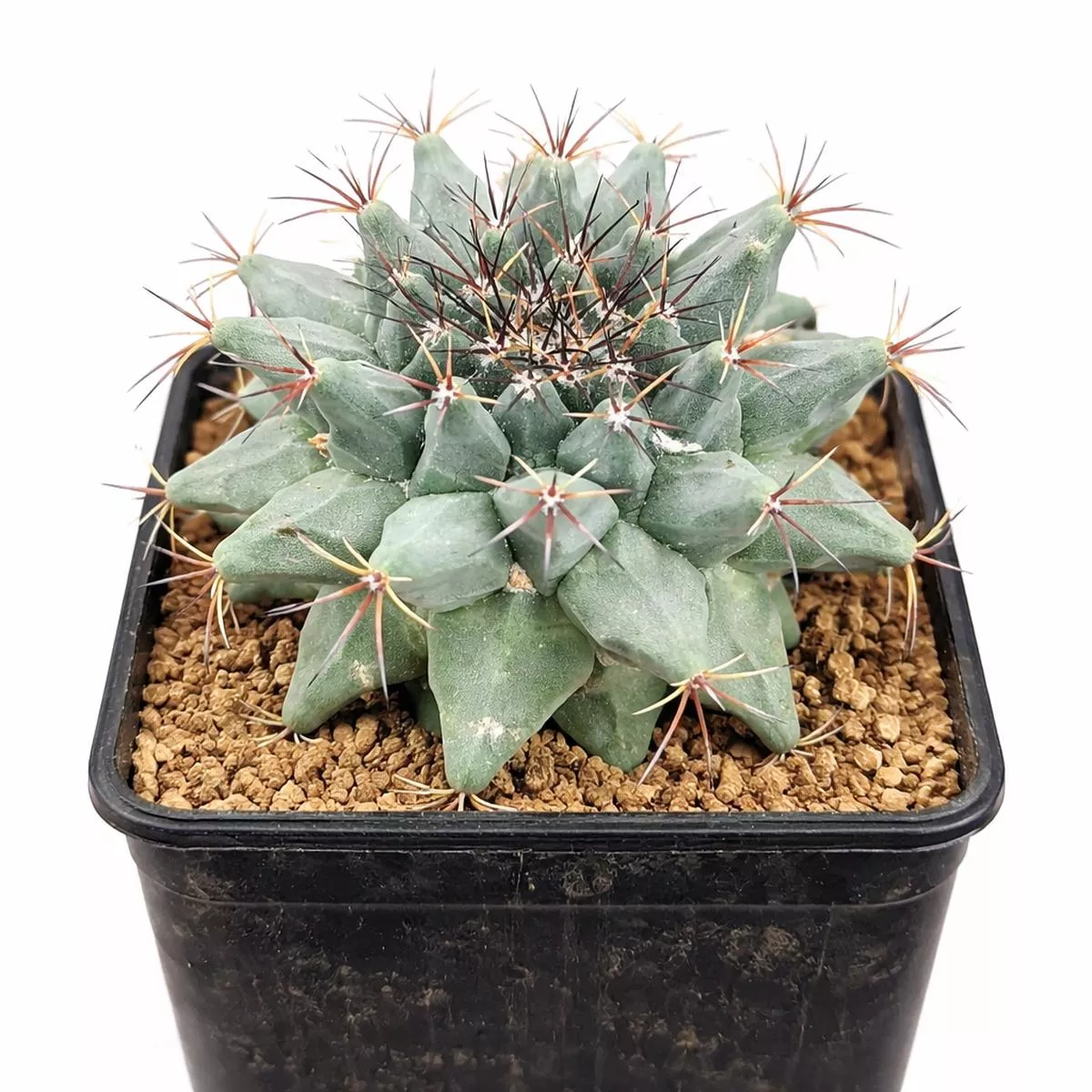 Mammillaria durangicola REP545 SEEDS