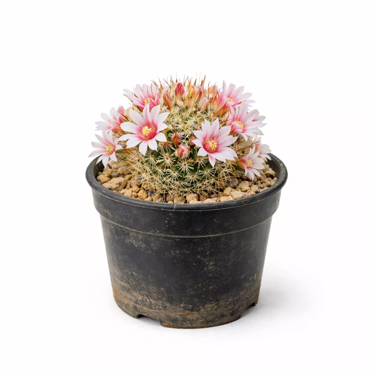 Mammillaria glochidiata SEEDS