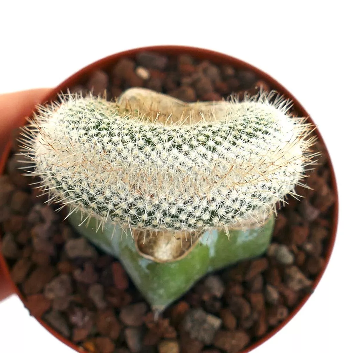Mammillaria haageana CRESTED 8A