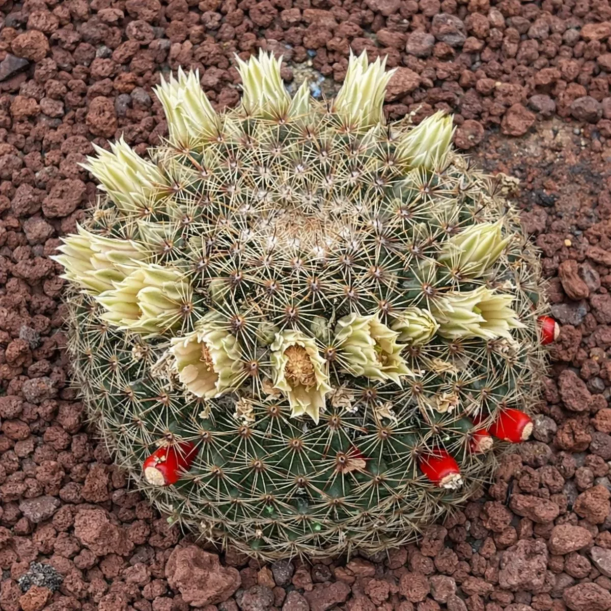 Mammillaria heyderi SEEDS