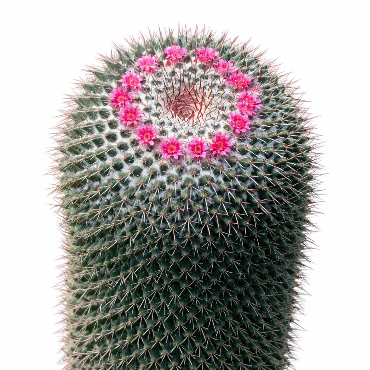 Mammillaria kewensis SEEDS