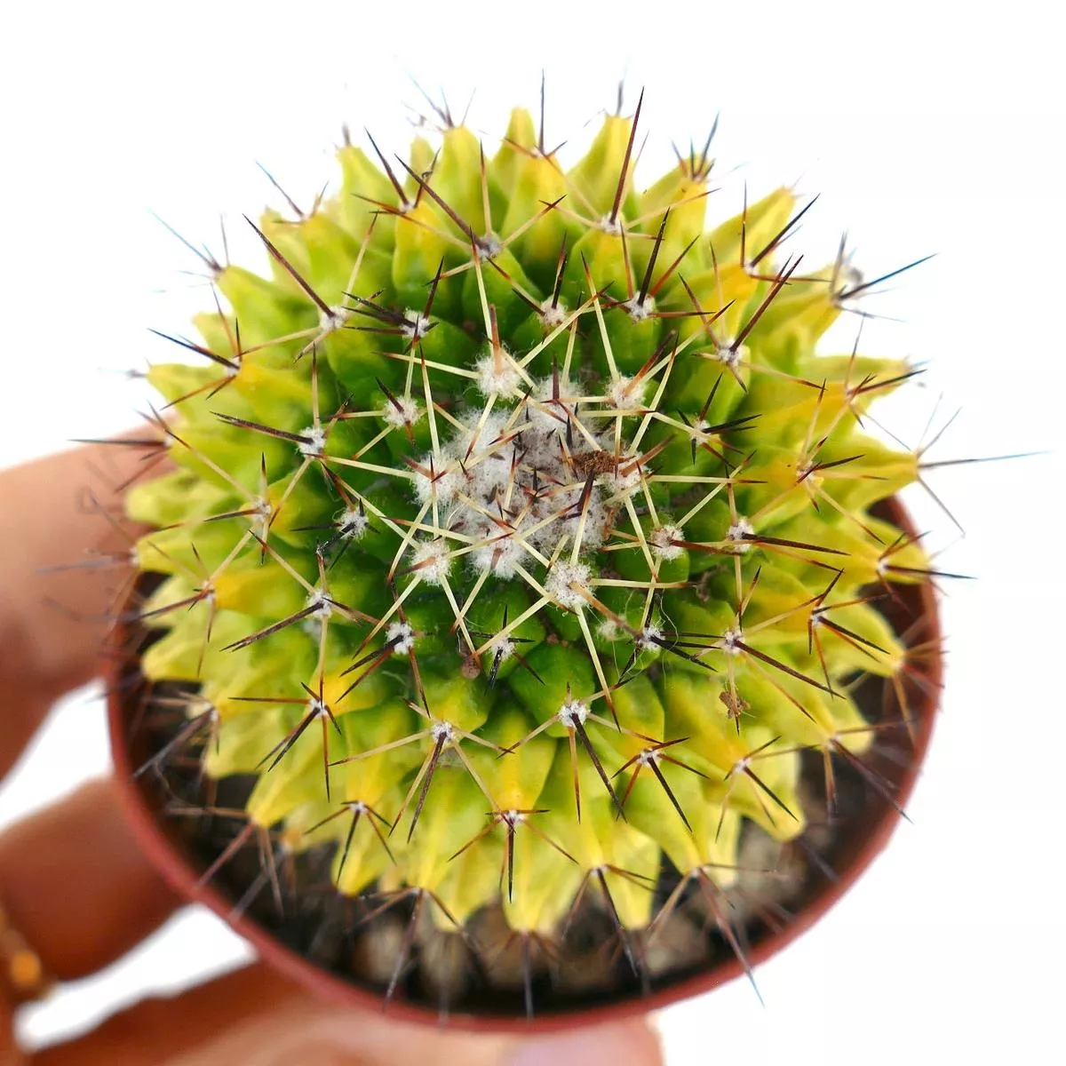 Mammillaria marksiana VARIEGATED