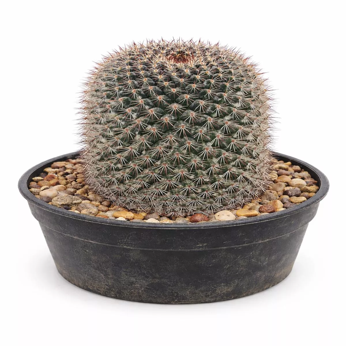 Mammillaria miegeana SEEDS