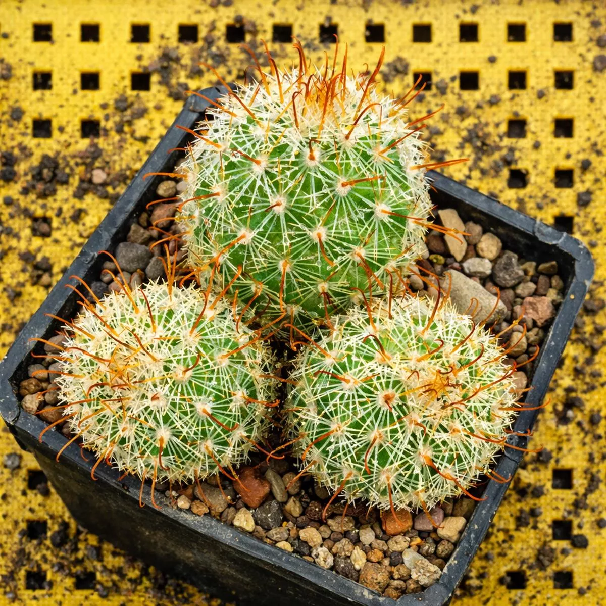 Mammillaria multidigitata SEEDS