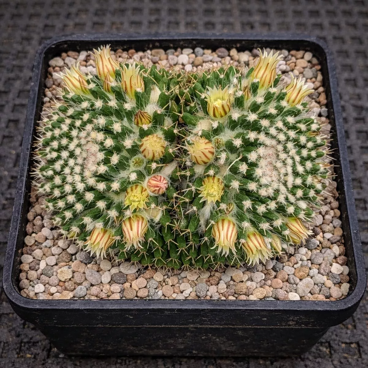 Mammillaria nejapensis SEEDS