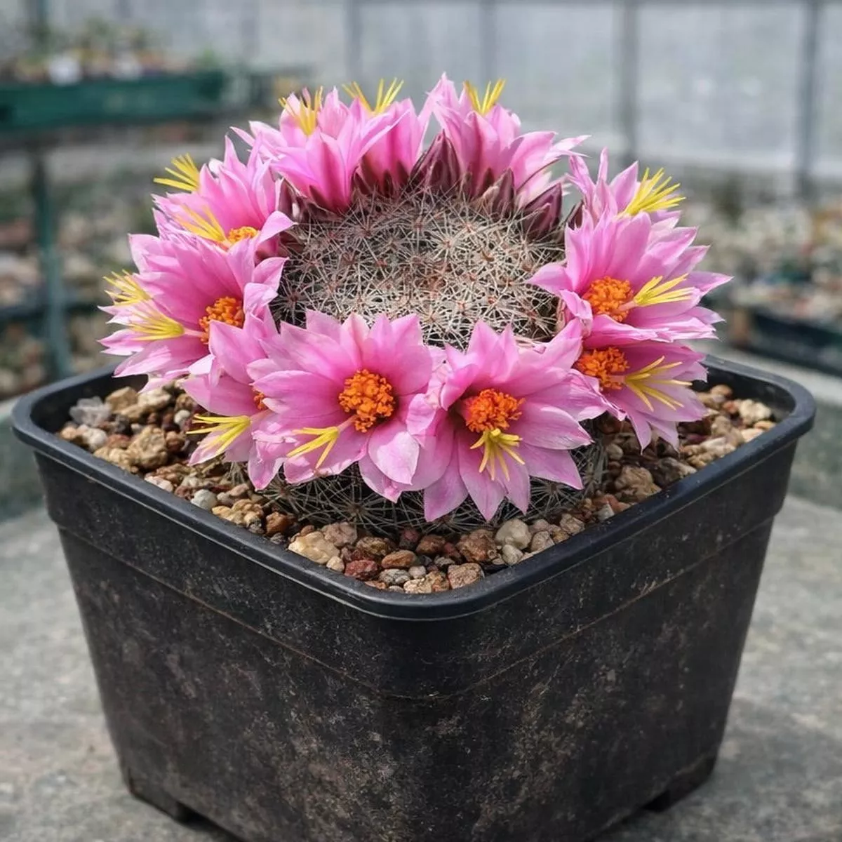 Mammillaria oliviae SEEDS