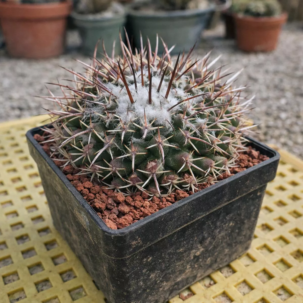 Mammillaria priessnitzii SEEDS