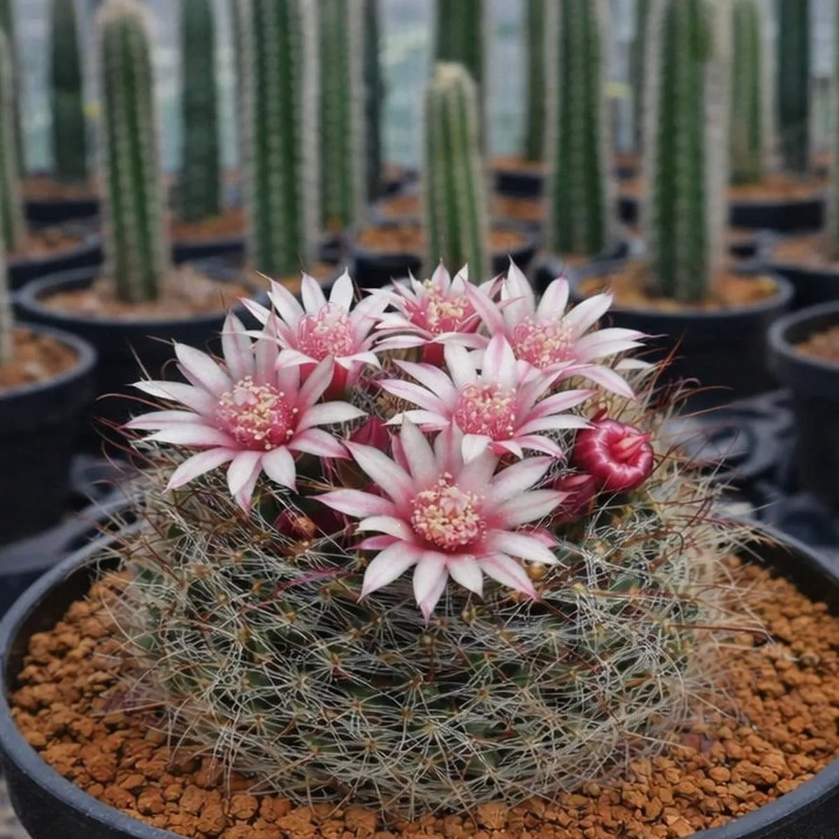 Mammillaria pubispina SEEDS