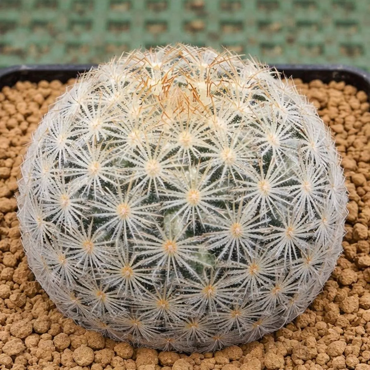 Mammillaria rischeri LAU 1063 SEEDS