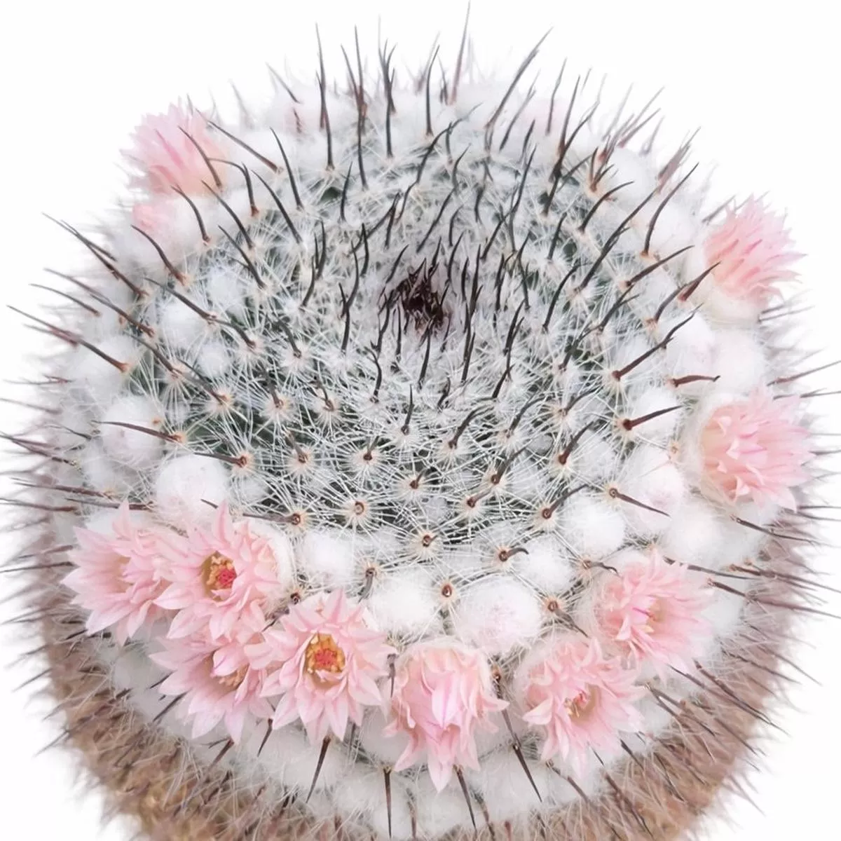Mammillaria ritteriana SEEDS