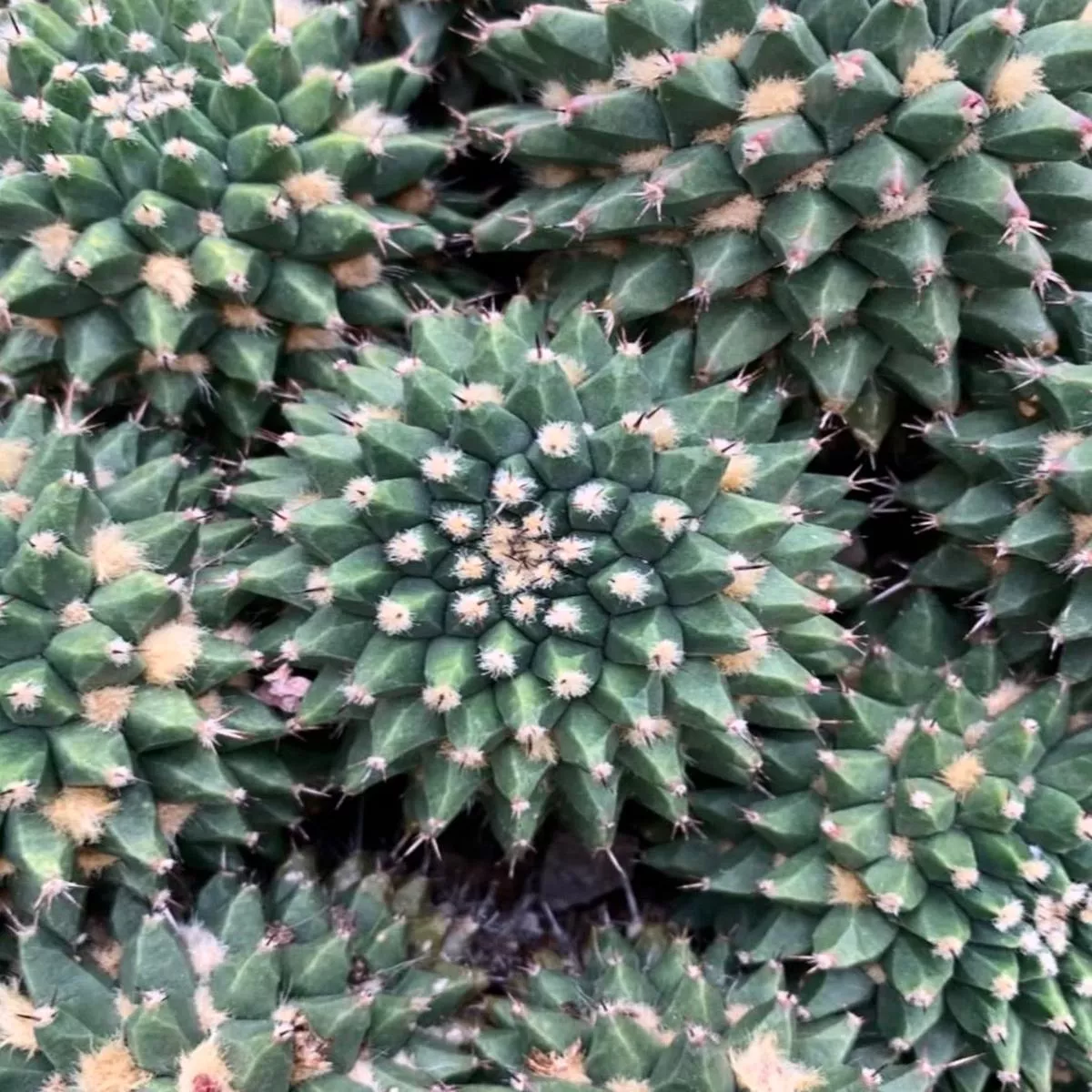 Mammillaria sartorii SEEDS