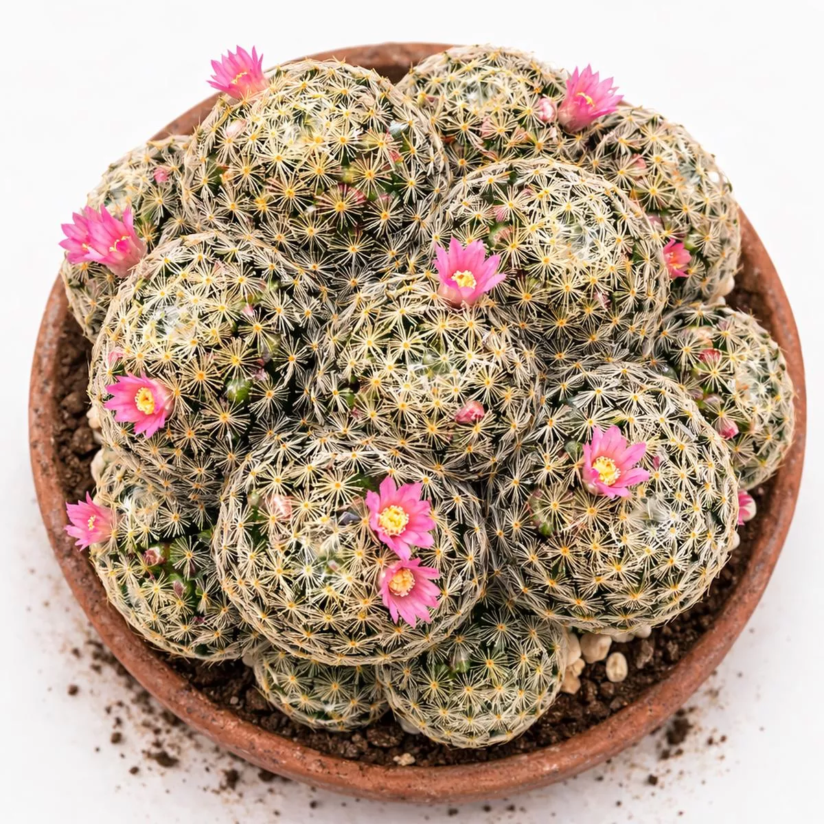 Mammillaria schiedeana SEEDS