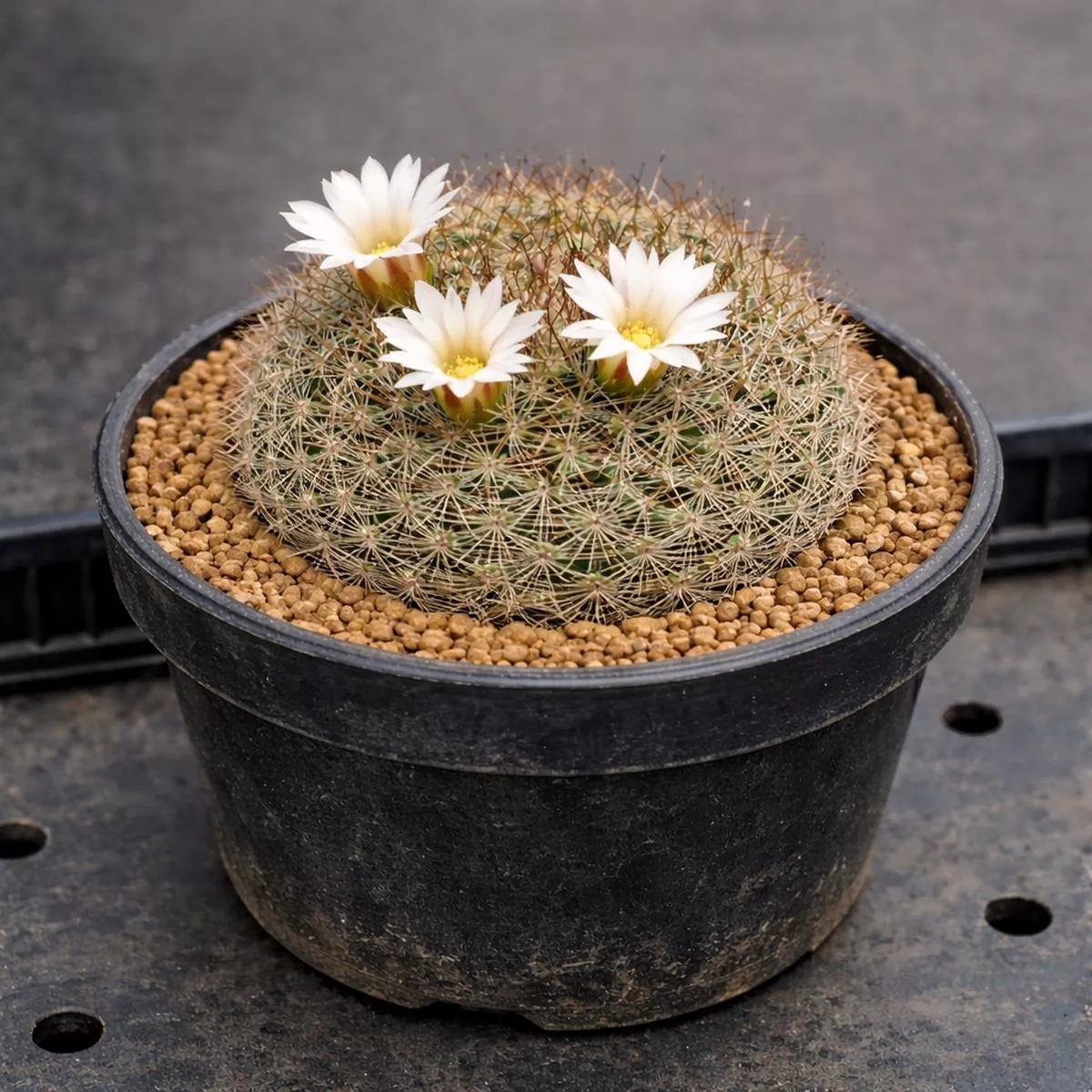 Mammillaria schmollii ROG 457 SEEDS