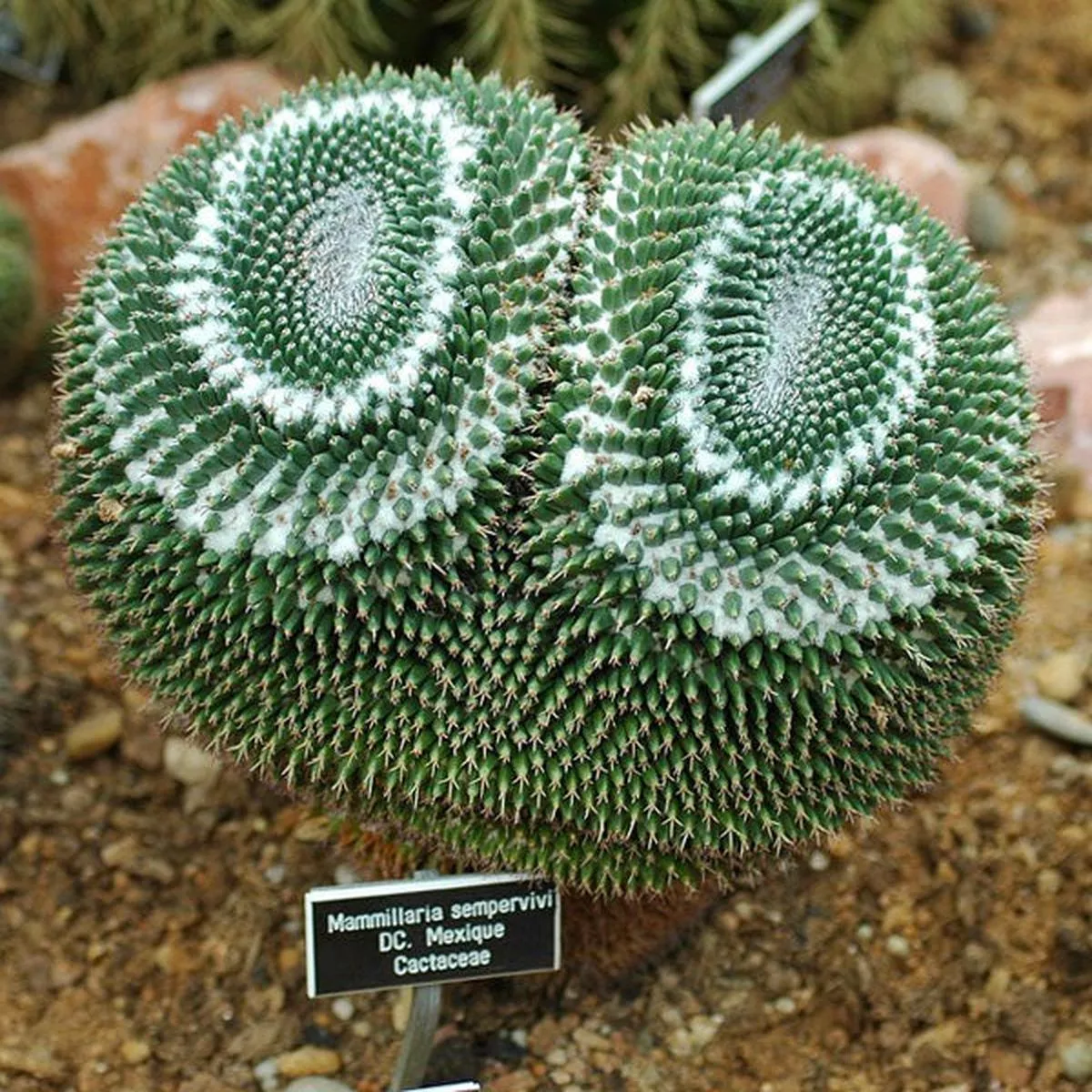Mammillaria sempervivi SEEDS