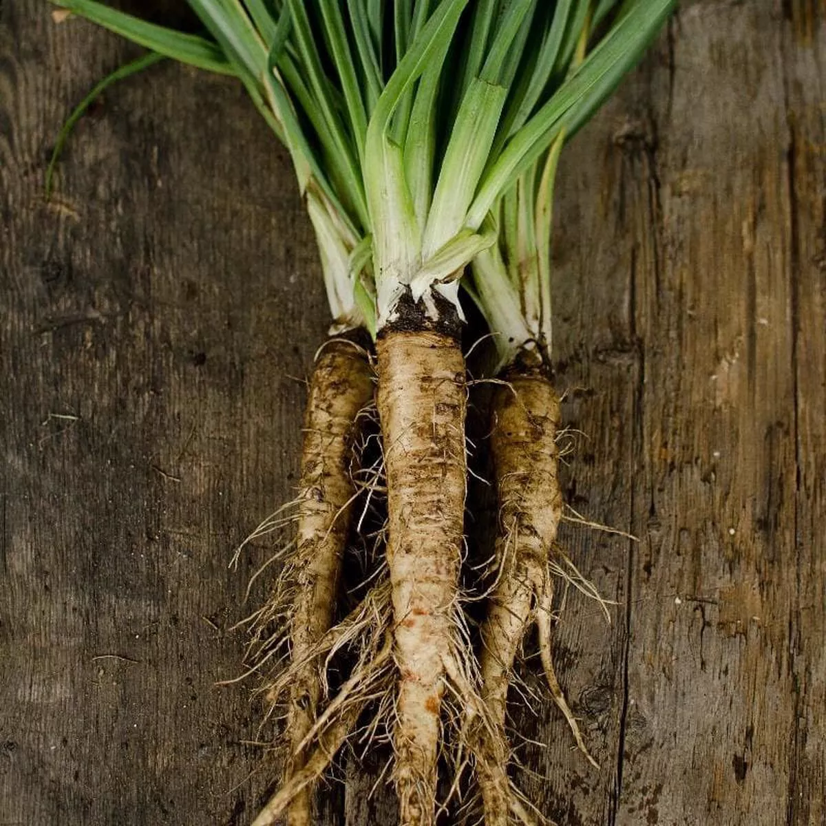Mammoth Sandwich Island Salsify (Heirloom 120 Days )