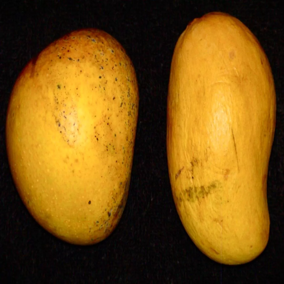 Mangifera indica cv ATAULFO