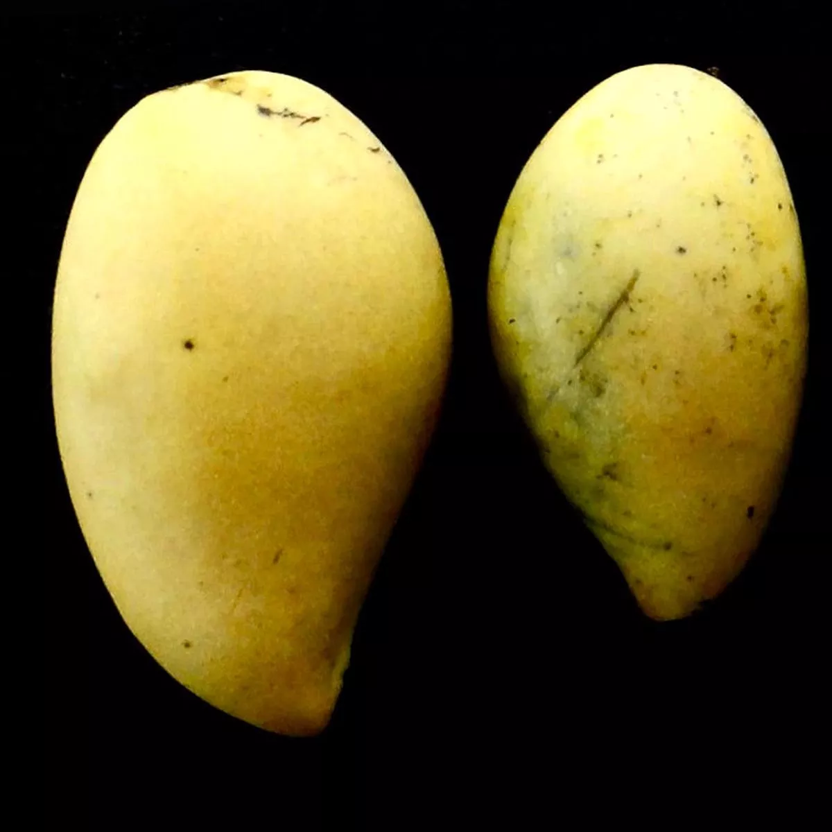 Mangifera indica cv NAM DOC