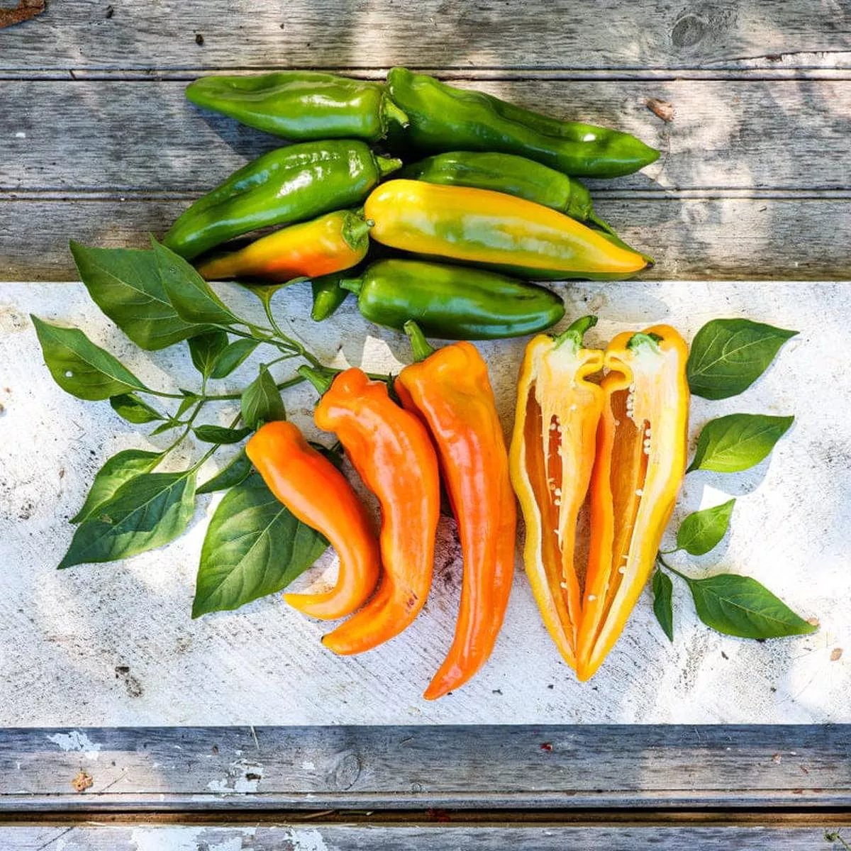 Marconi Golden Pepper (80-90 Days)
