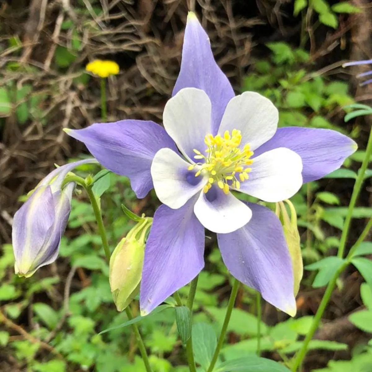 Mckana Giants Aquilegia