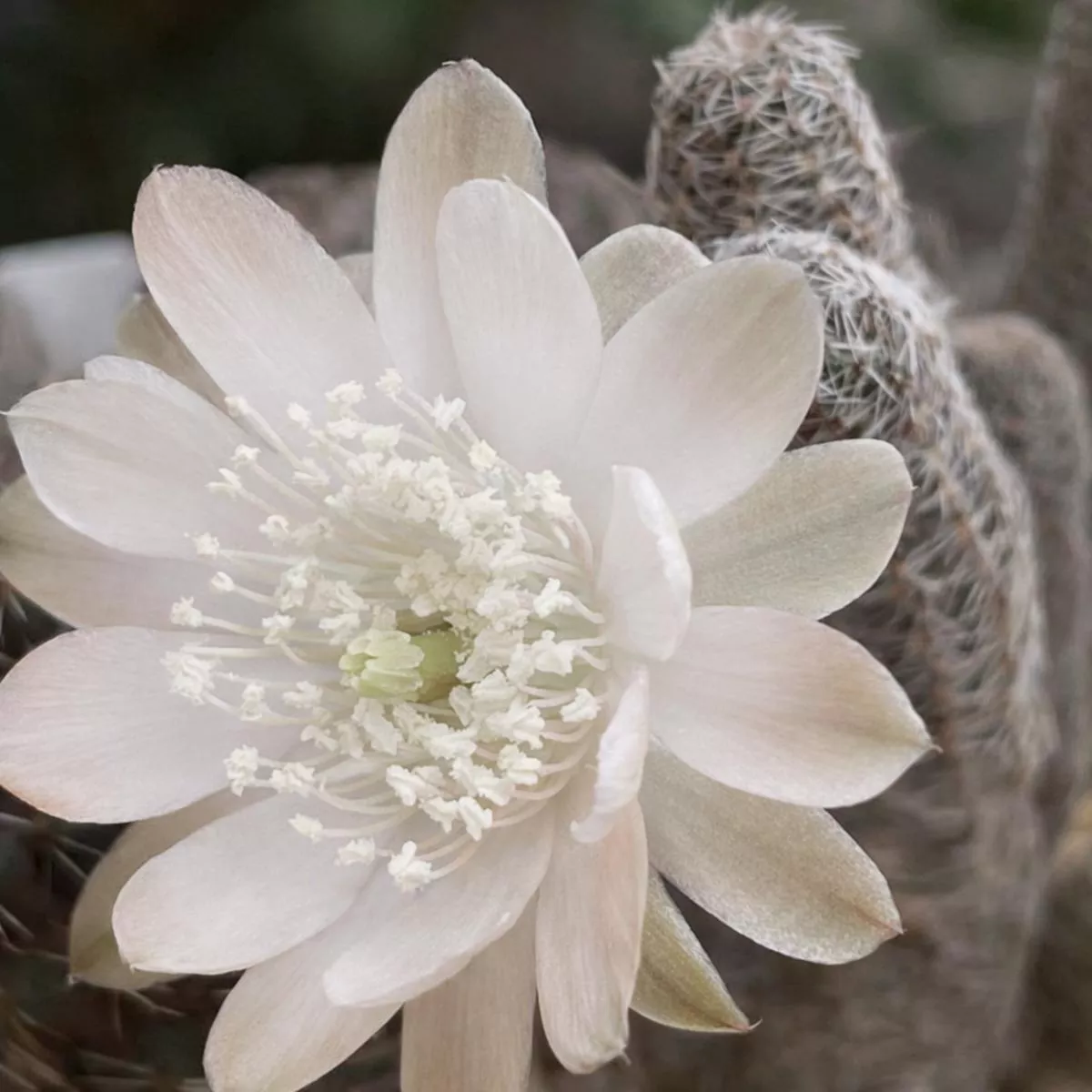 Mediolobivia einsteinii var. aureiflora SEEDS