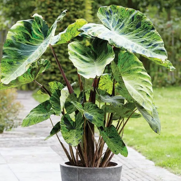Mojito Elephant Ear – 3 Pack Bulbs