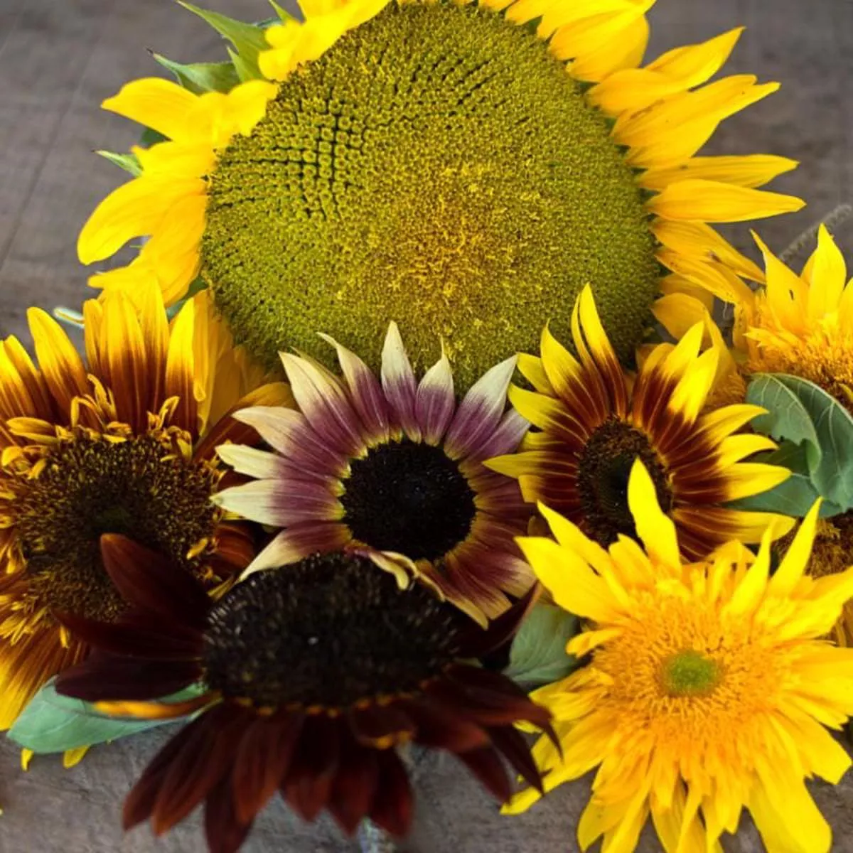 Monet ’s Pallet Mix Sunflower