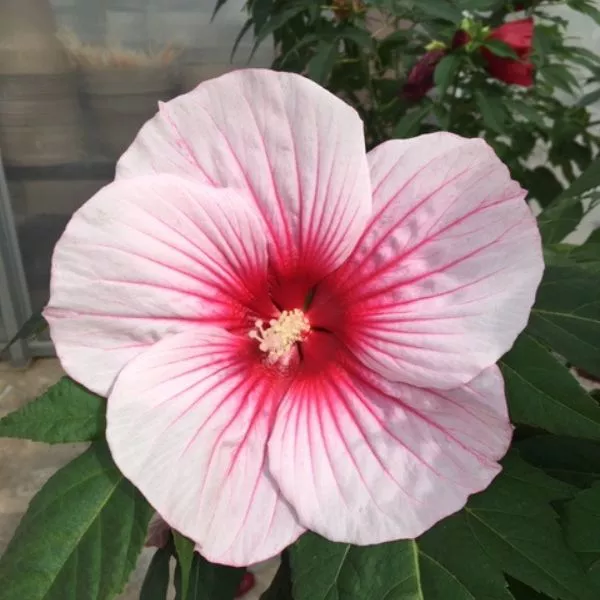MoonShadow™ Rosita Hardy Hibiscus – Bareroot