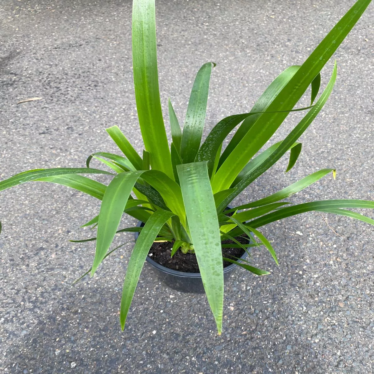 Neomarica caerulea (Walking Iris)