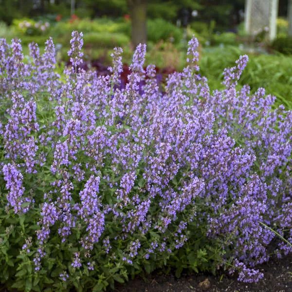 Nepeta Cat’s Meow PW#1