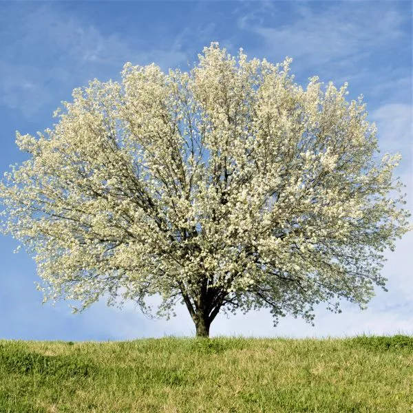 New Bradford Flowering Pear Tree – 4-5 Feet Bareroot